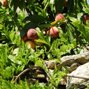 Персики растут на Афоне