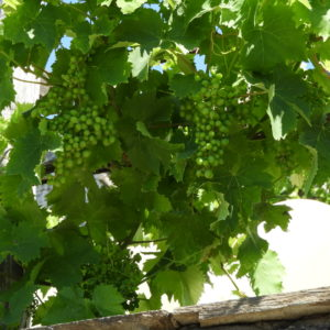 Виноград на Афоне