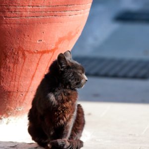 Кошки на Святой Горе. Афон