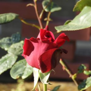 Розы на Афоне